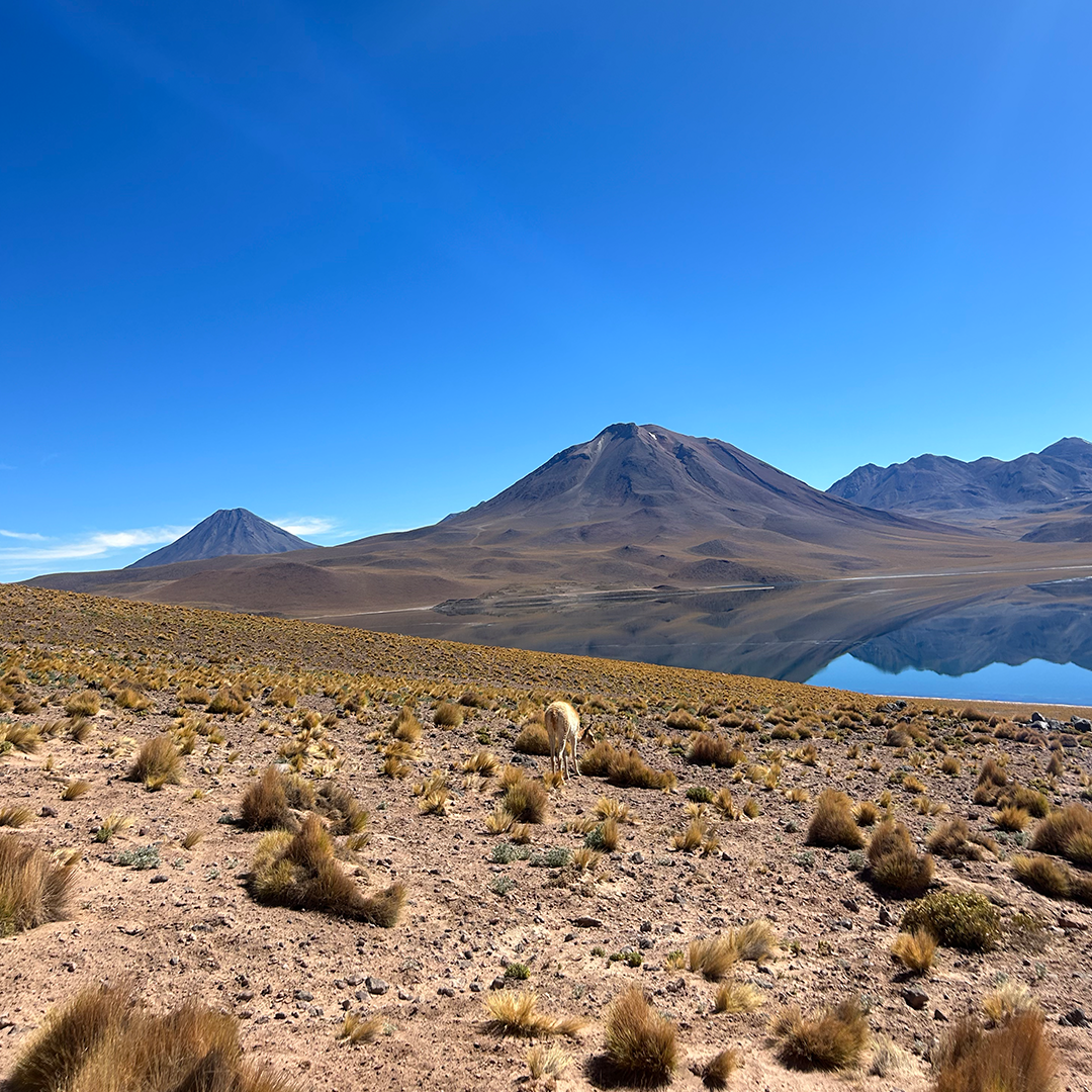 Piedras Rojas e Lagunas Altiplânicas - Explore as cores intensas do deserto e a grandiosidade das montanhas salgadas. - Imagem 3